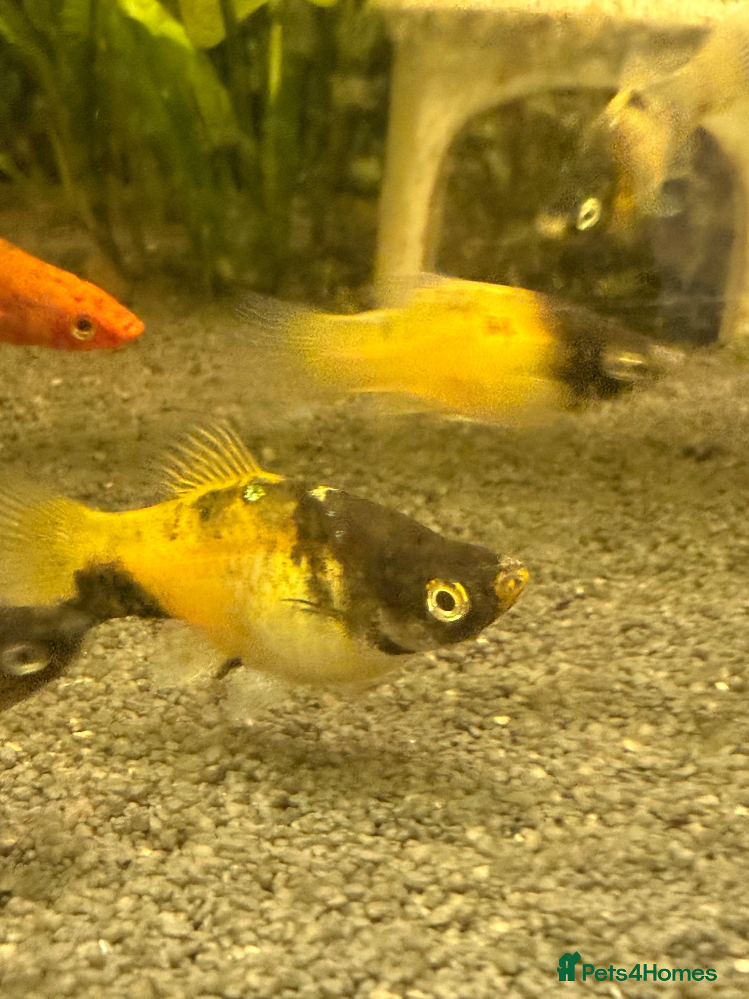Live Bearers fish BUMBLEBEE PLATYS / koi swordtails  - Advert 1