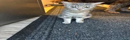 Bengal cats for sale: Beautiful bengal mix British short hair  Mainecoon - Advert 19