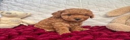 Toy Poodle dogs for sale: KC registered toy poodles - Advert 32