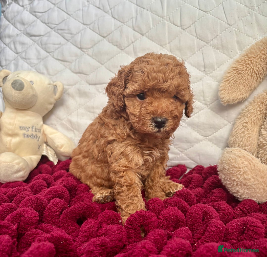 Toy Poodle dogs for sale: KC registered toy poodles - Advert 32