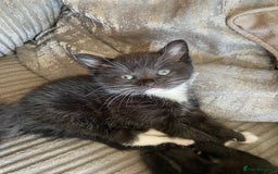 Mixed Breed cats for sale: 4 beautiful kittens ready for their forever homes - Image 4