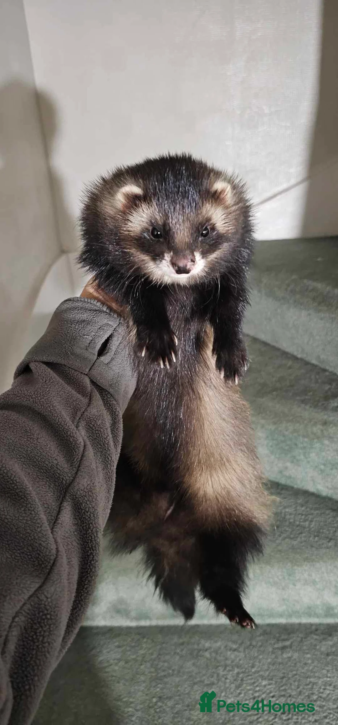 Mixed Breed invertebrates for sale: 2 hobs(sem/full angora) and Jill albino in Margate - Advert 2