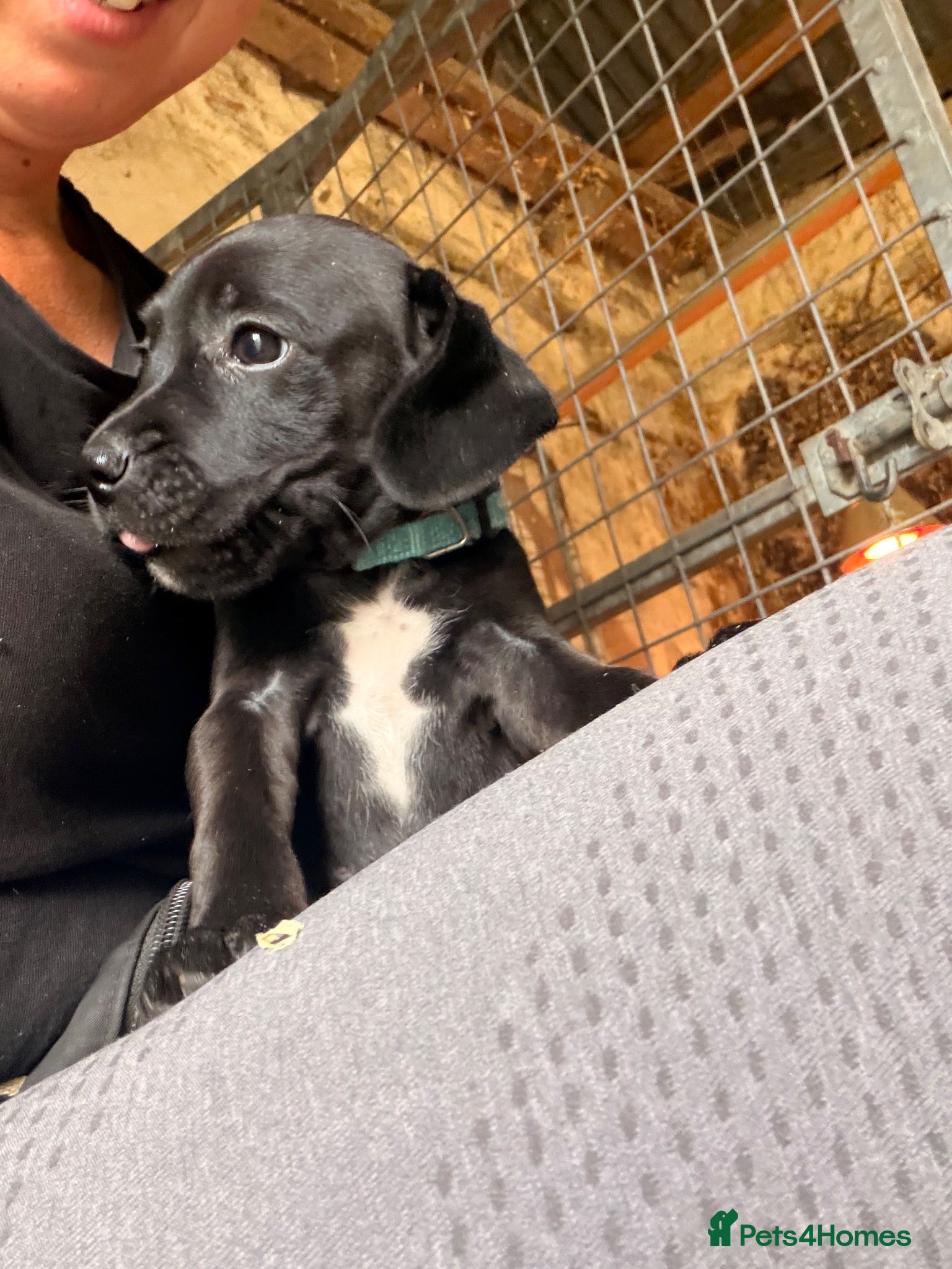 Mixed Breed dogs 3 boys looking for forever home  - Advert 11