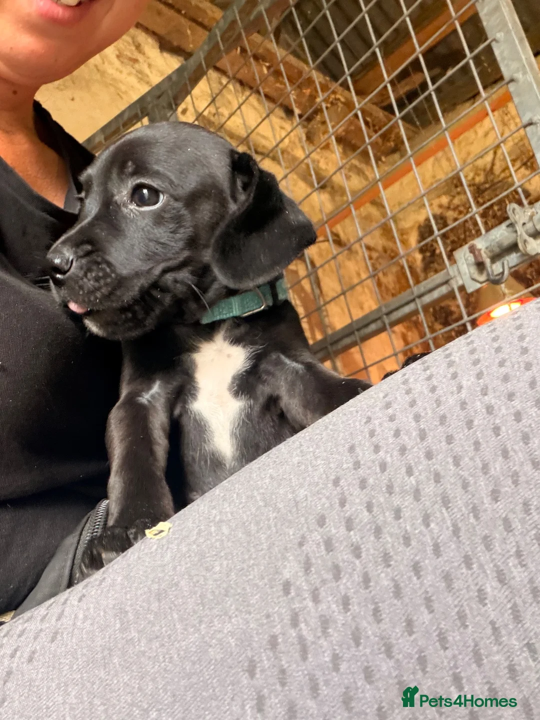Mixed Breed dogs for sale: 3 boys looking for forever home  - Advert 1