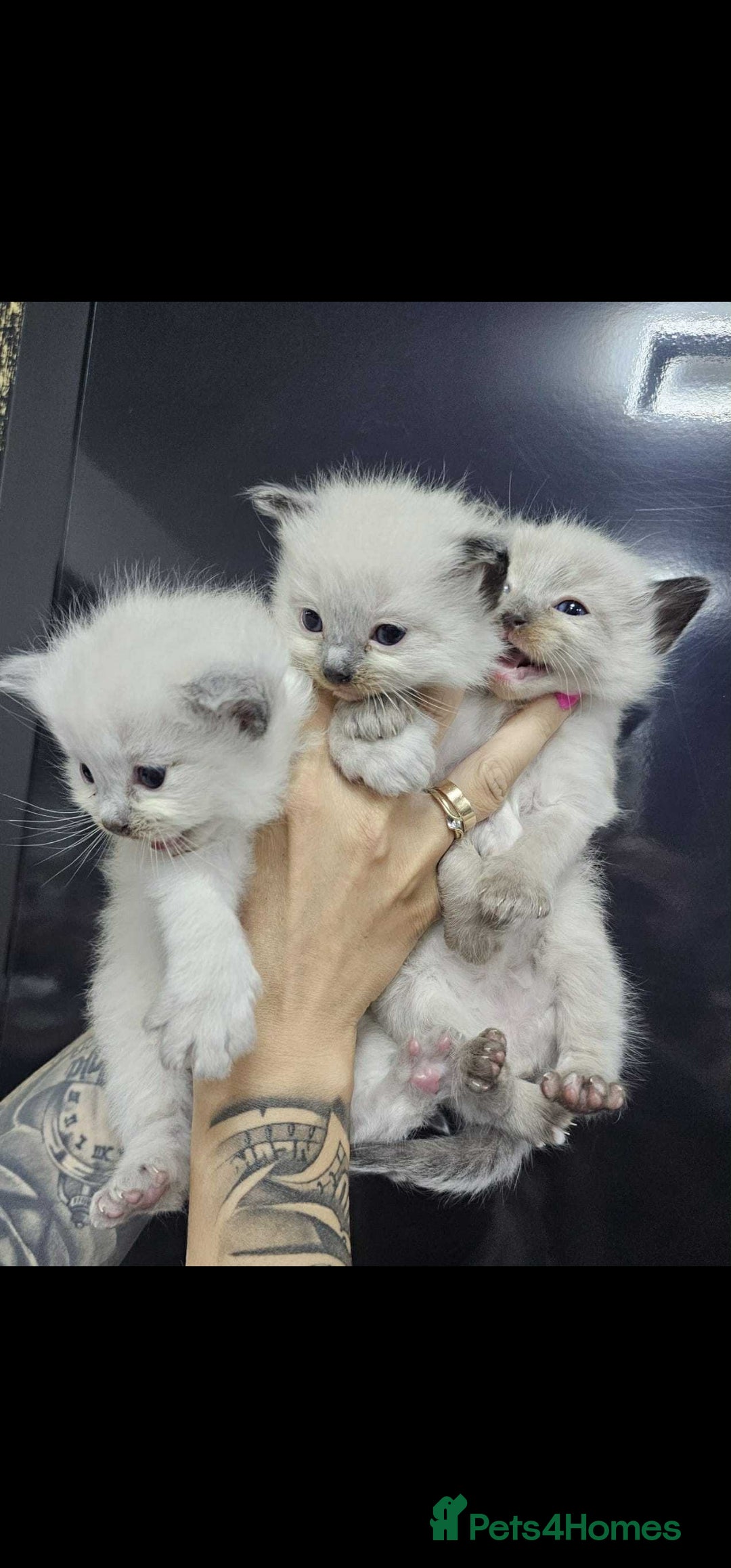 Ragdoll cats for sale: Ragdoll kittens  - Image 6