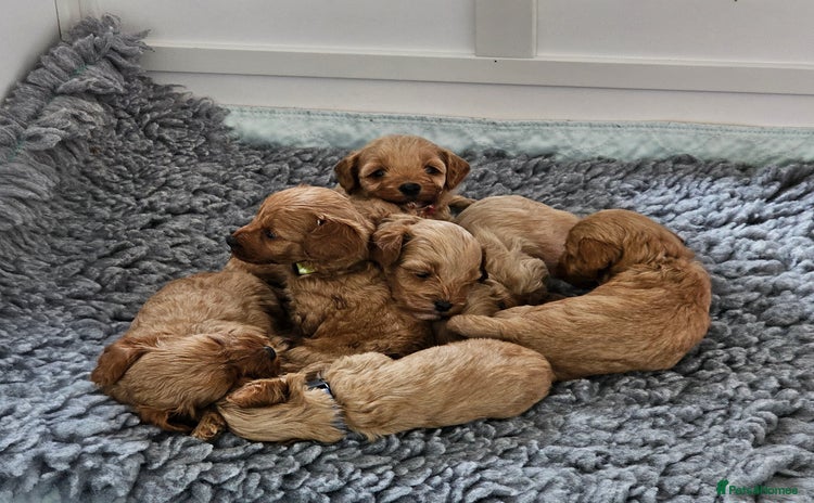 Cavapoo dogs - Advert 2
