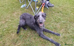 Mixed Breed dogs for sale: Bedlington whippet dog pup blue rough coated - Image 6