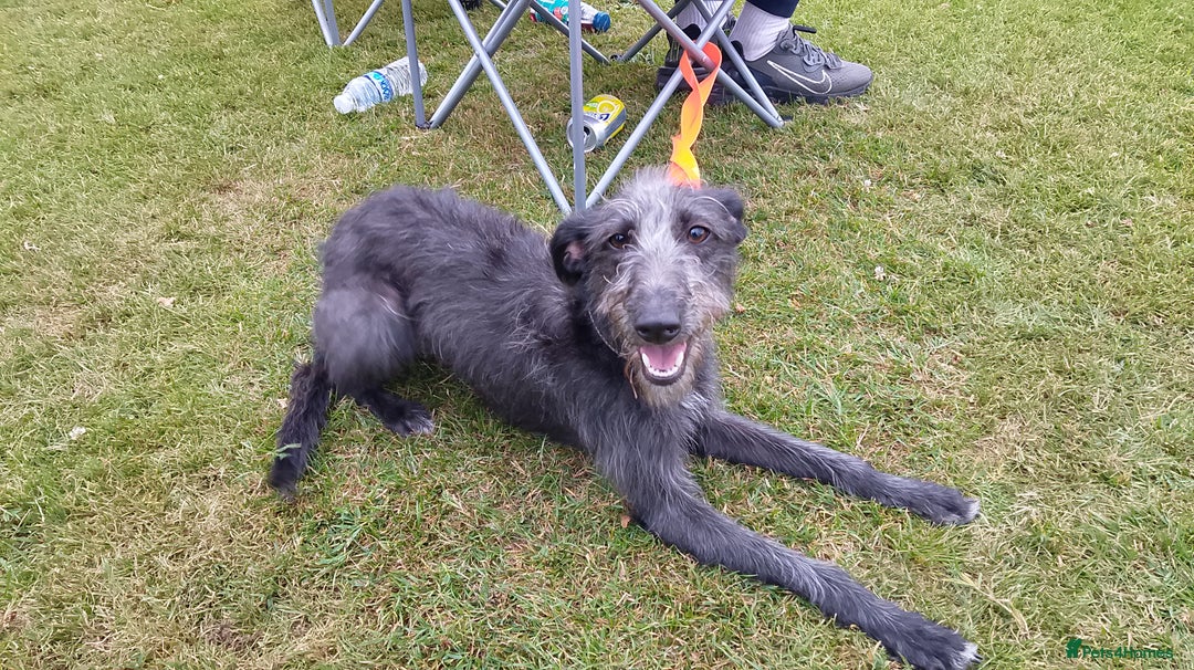 Mixed Breed dogs for sale: Bedlington whippet dog pup blue rough coated - Image 6