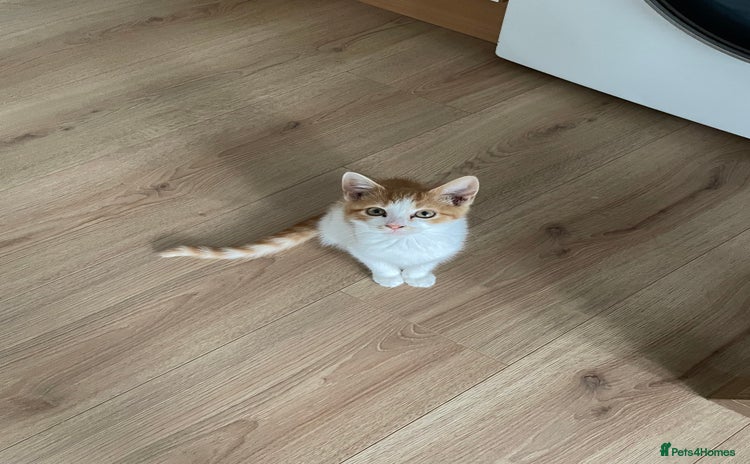 Domestic Shorthair cats - Advert 2