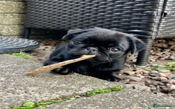Pug dogs for sale: Last Merle boy, price reduced again! - Image 16