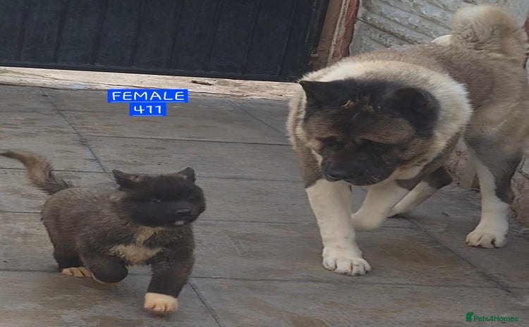 Akita dogs KC REGISTERED BEAR HEAD AMERICAN AKITA FEMALE PUP - Advert 4