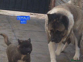 Akita dogs KC REGISTERED BEAR HEAD AMERICAN AKITA FEMALE PUP - Advert 4