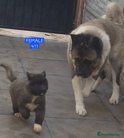 Akita dogs KC REGISTERED BEAR HEAD AMERICAN AKITA FEMALE PUP - Advert 4