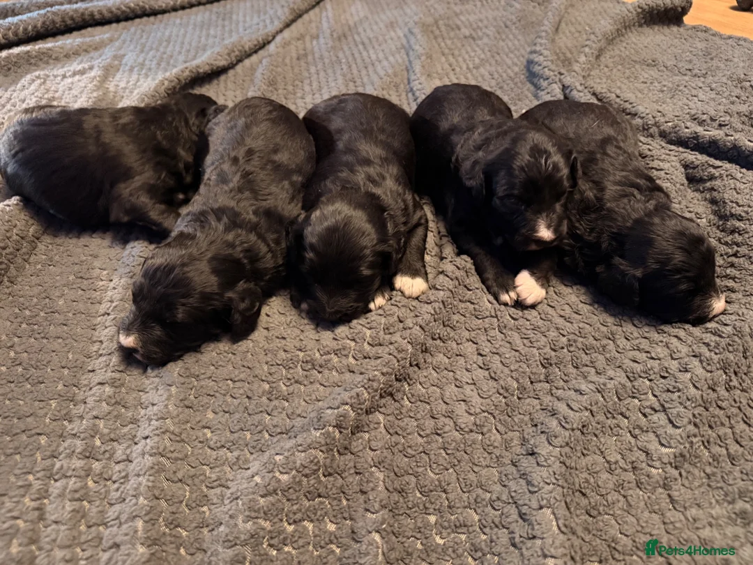 Bordoodle dogs for sale: Border doodle puppies - Advert 2