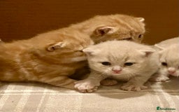 British Shorthair cats for sale: Rare colors British Shorthair kittens - Image 4
