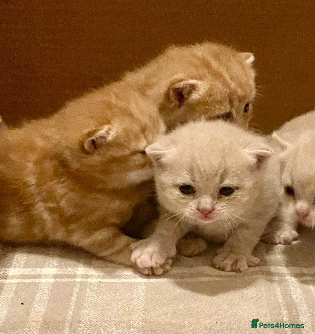 British Shorthair cats for sale: Rare colors British Shorthair kittens - Image 4