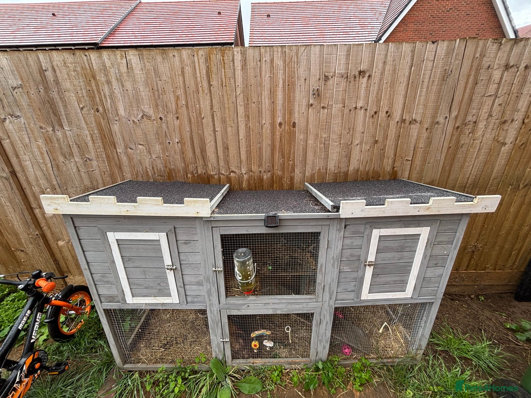 English Lop rabbits for sale: Female rabbit with hutch  in Swindon - Image 4