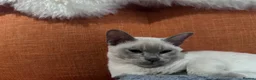 Burmese cats for sale: TICA reg pedigree Burmese  - Advert 6