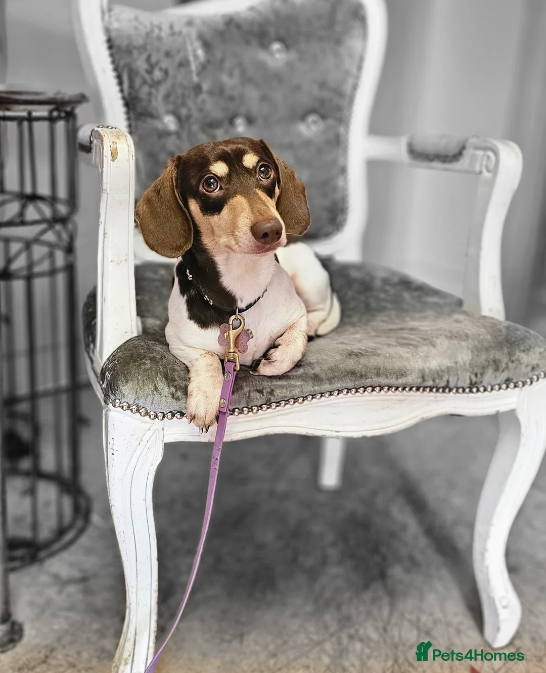 Miniature Dachshund dogs for stud: Piebald miniature Dachshund kc registered  in Blackburn - Advert 8