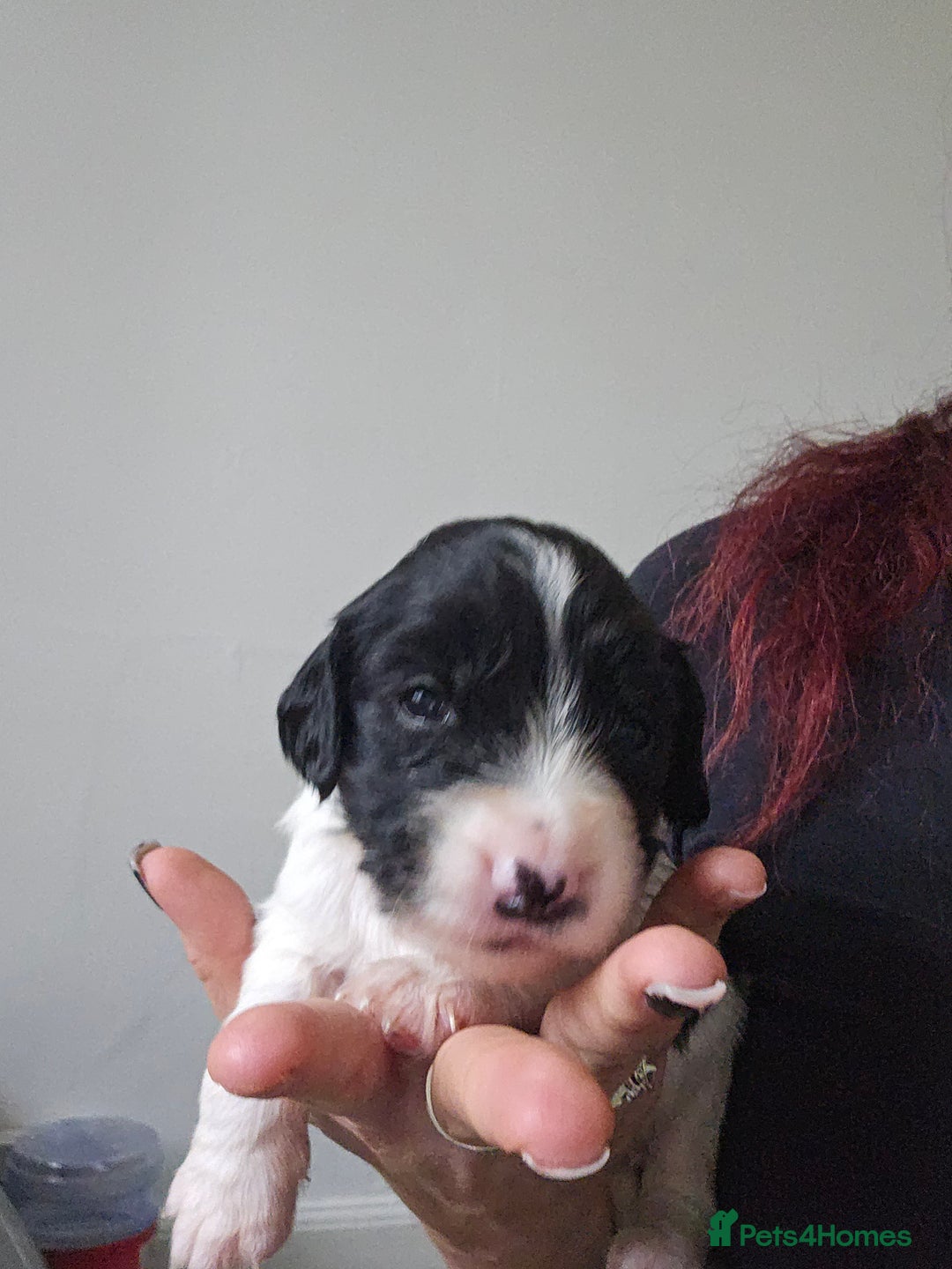 Mixed Breed dogs for sale: Spangold puppies  - Advert 7