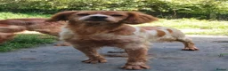 Brittany Spaniel dogs for adoption: Uriel in Alfreton - Advert 9