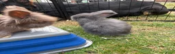 Angora rabbits for sale: Full Face English Angoras - Advert 36