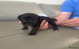 Bedlington Terrier dogs for sale: KC registered Bedlington terrier puppies - Image 8
