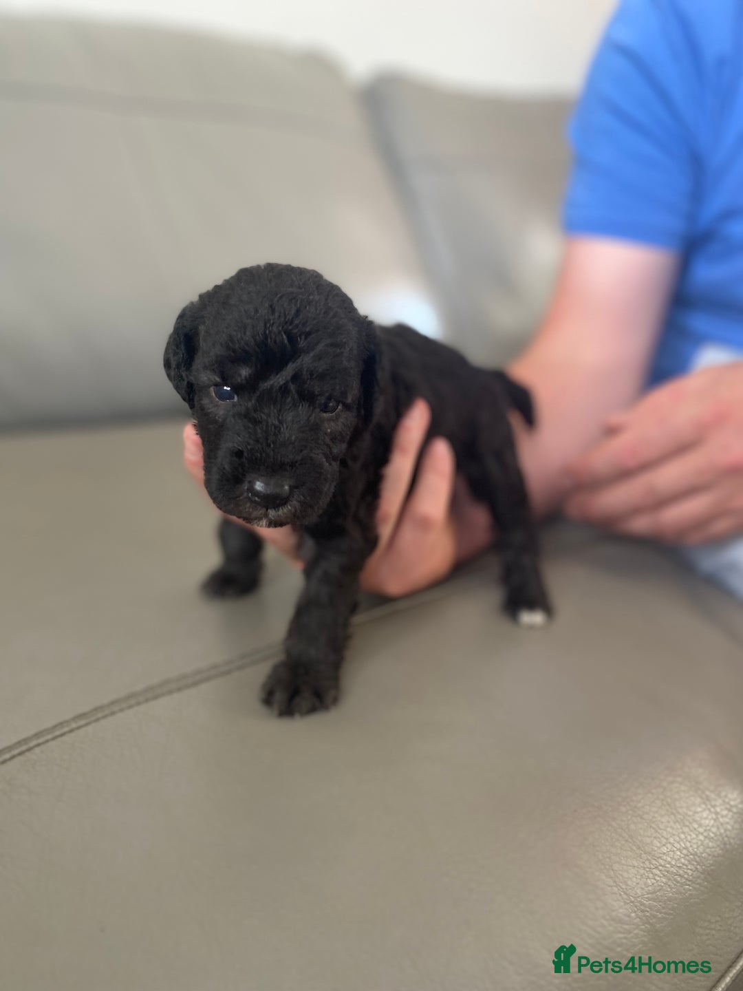 Bedlington Terrier dogs for sale: KC registered Bedlington terrier puppies - Image 8