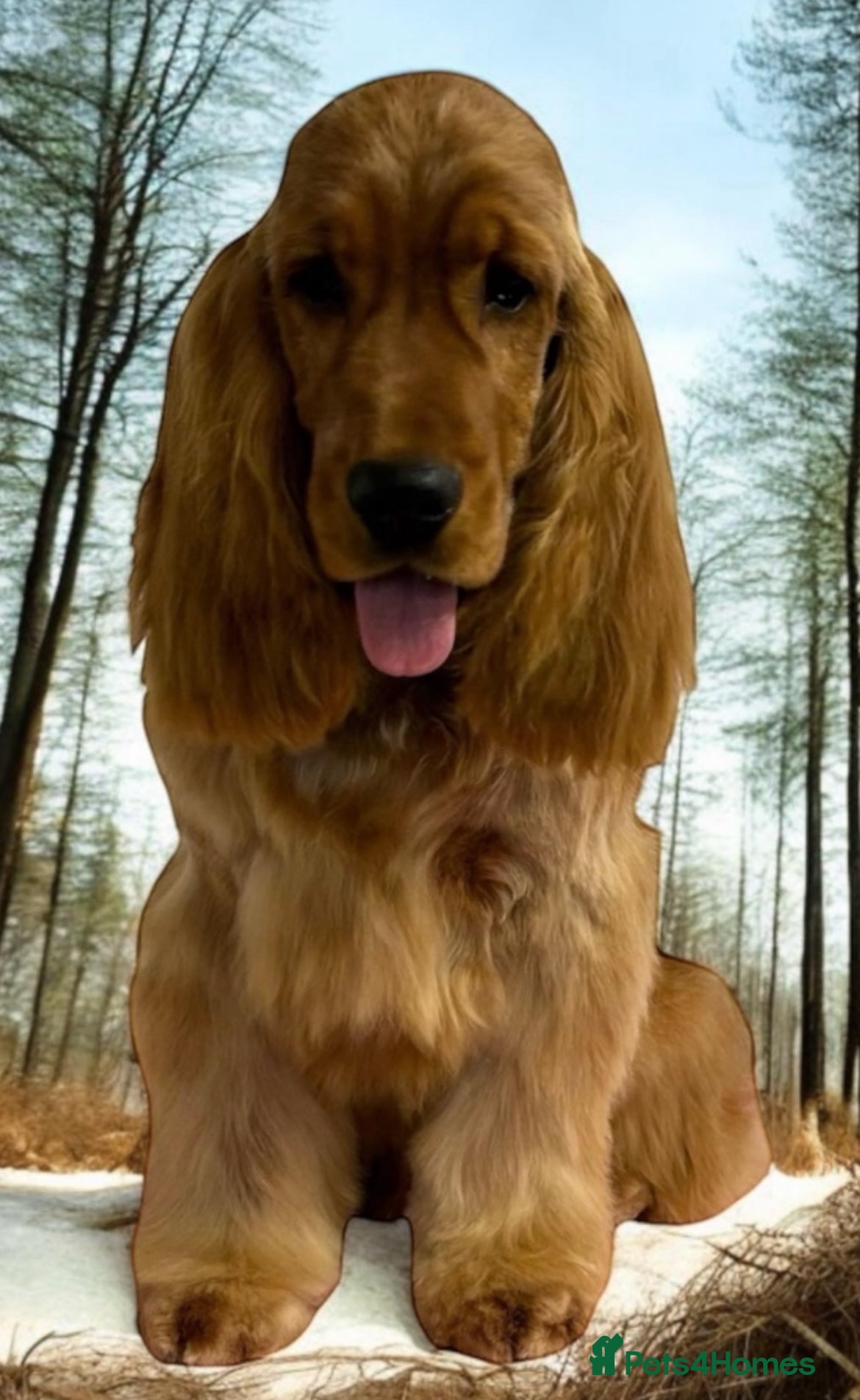 Cocker Spaniel dogs Nelson show cocker STUD  in Maidstone - Advert 23