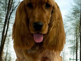 Cocker Spaniel dogs Nelson show cocker STUD in Maidstone - Advert 20