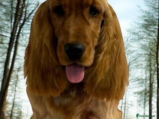 Cocker Spaniel dogs Nelson show cocker STUD in Maidstone - Advert 6