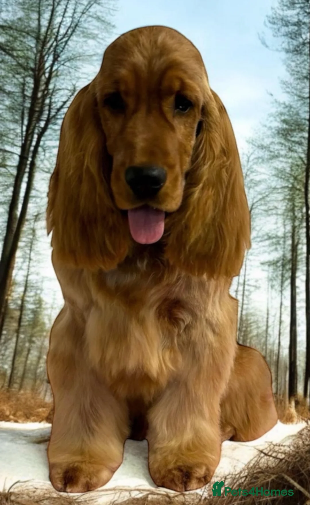 Cocker Spaniel dogs for stud: Nelson show cocker STUD  in Maidstone - Advert 1