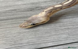 Python Snake reptiles for sale: Meet Mr Sprinkles - Image 12