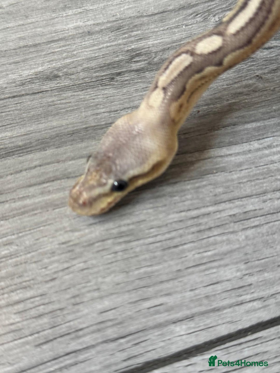 Python Snake reptiles for sale: Meet Mr Sprinkles - Image 12