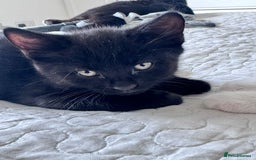 Domestic Shorthair cats for sale: One Black Male Kitten Available Now - Image 2