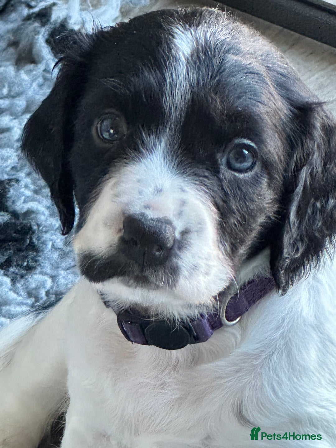 Sprocker dogs for sale: SPROCKER PUPPIES FOR SALE - Advert 13