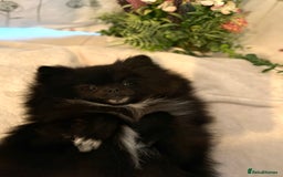 Pomeranian dogs for sale: Beautiful mix of Russian/Chi Tien Pomeranian Pups - Image 8
