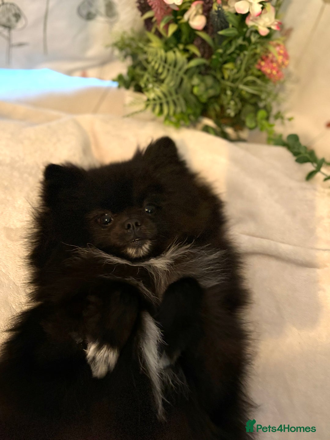 Pomeranian dogs for sale: Beautiful mix of Russian/Chi Tien Pomeranian Pups - Image 8