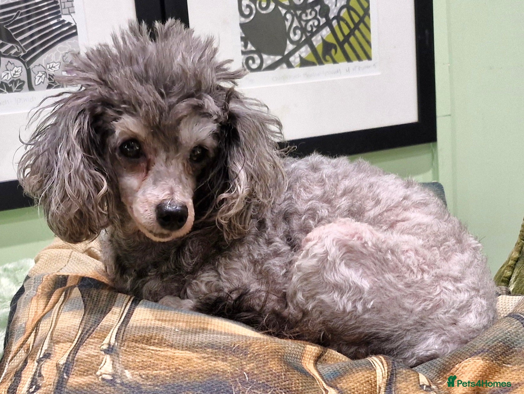 Toy Poodle dogs Adult Girl Toy Poodle for Rehoming - Advert 13