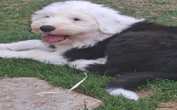 Old English Sheepdog dogs for sale: Old english sheepdog puppies  in Harlow - Image 4