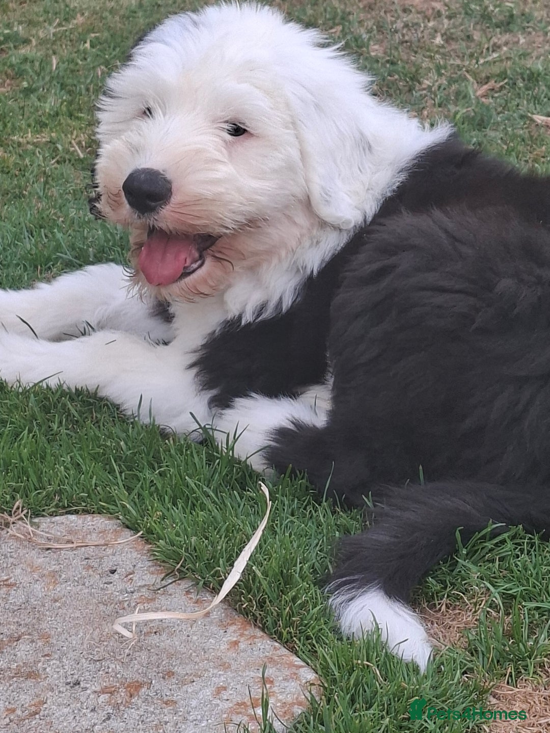 Old English Sheepdog dogs for sale: Old english sheepdog puppies  in Harlow - Image 4