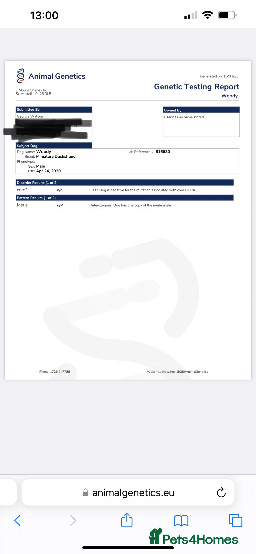 Miniature Dachshund dogs for stud: Miniature piebald proven - rainbow litter in Coalville - Advert 2