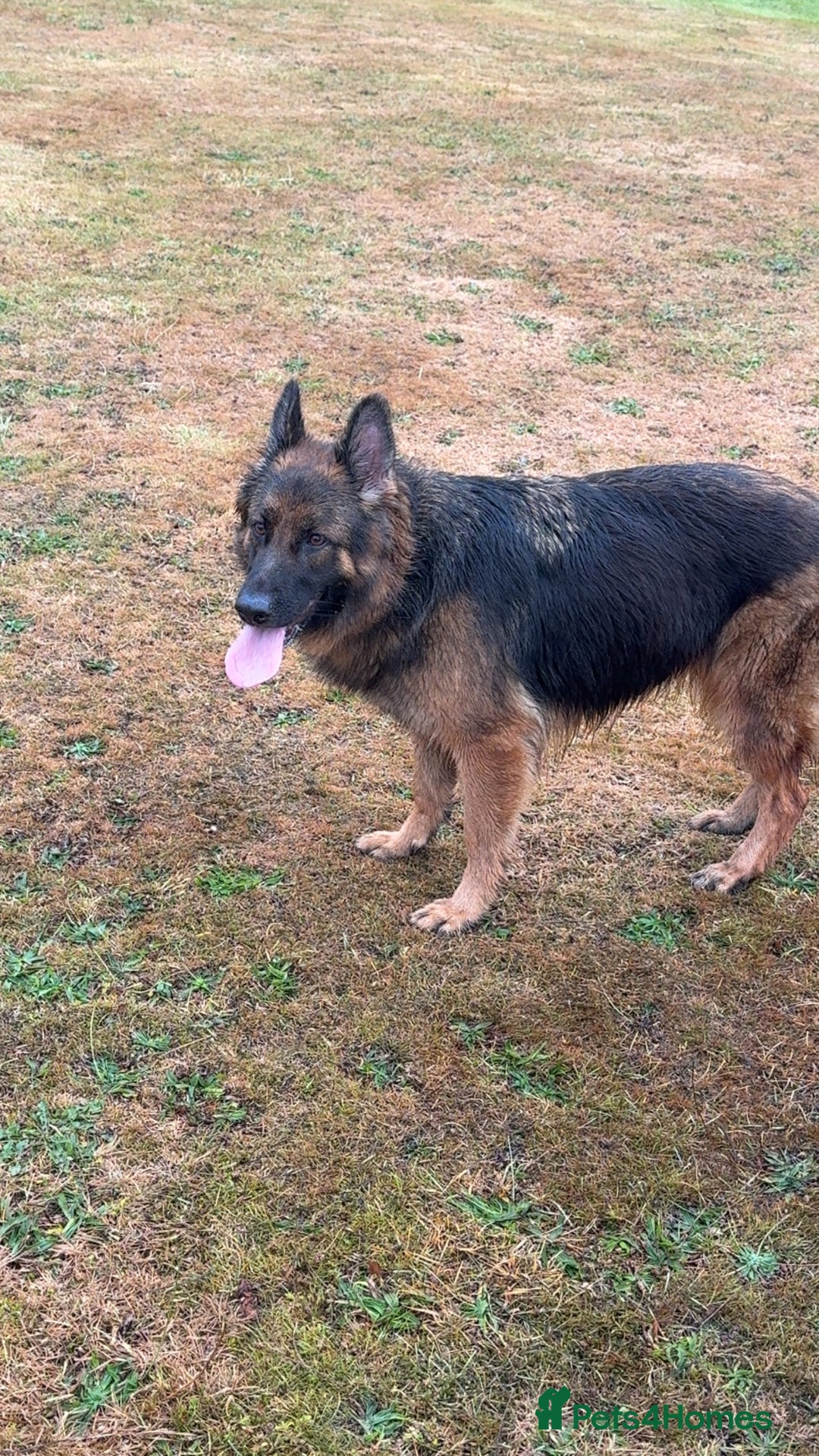 Labrador Retriever dogs for sale: Our beautiful girls - Advert 5