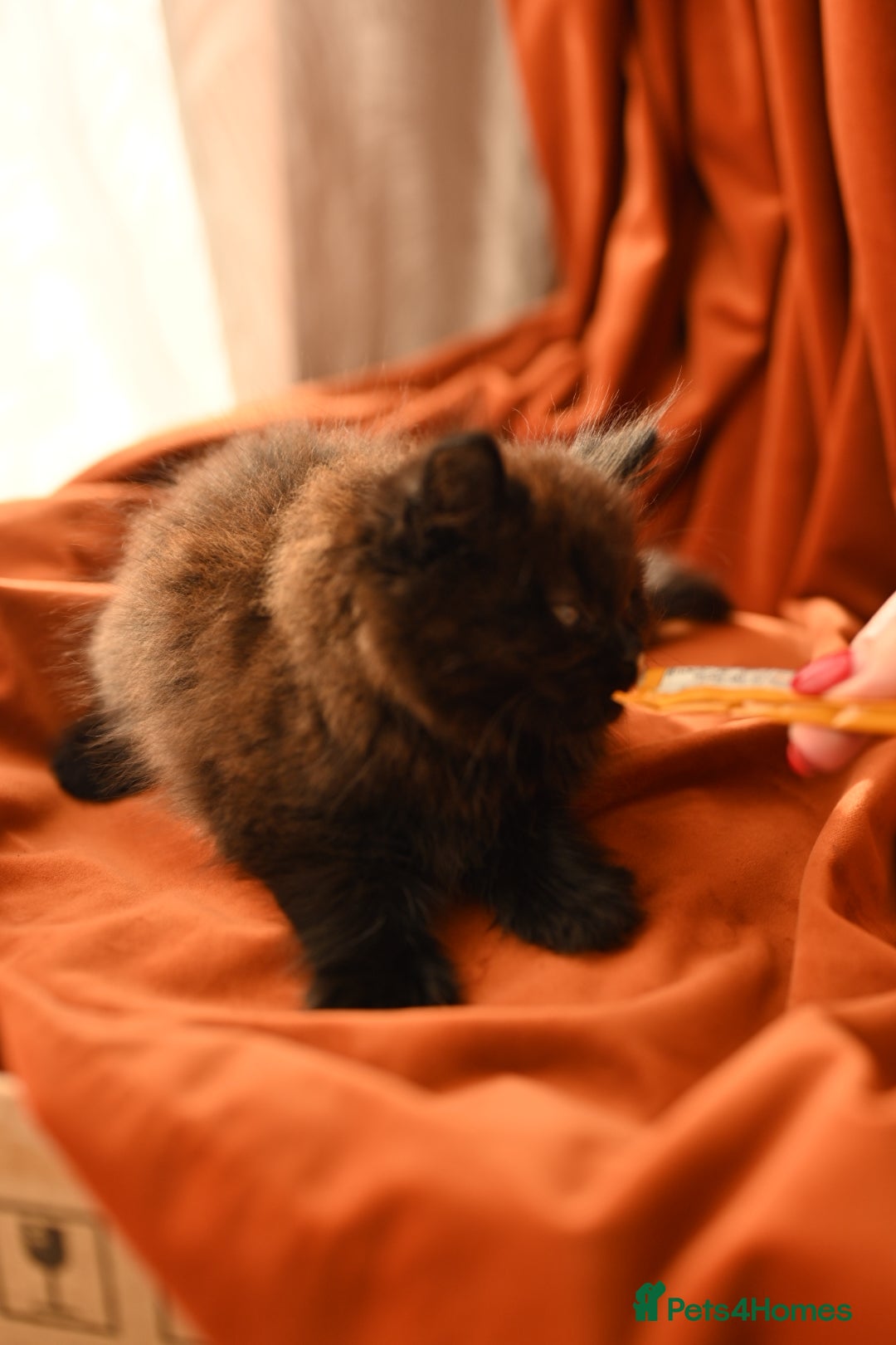 British Longhair cats for sale: 4 British Longhair x Persian Chinchilla Kittens  - Image 9