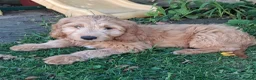 Mixed Breed dogs for sale: 3 Gorgeous Aussidoodles wanting to be re-homed  in Mountain Ash - Advert 23