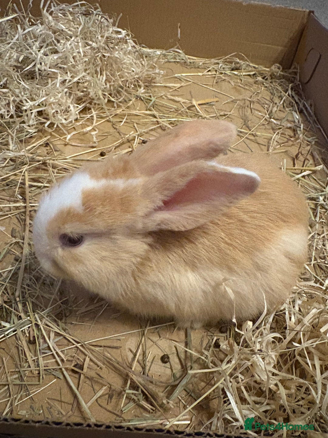 Mini Lop rabbits for sale: Adorable Baby Mini Lop Bunnies - Advert 4