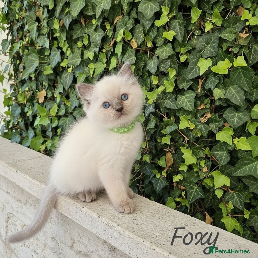 Ragdoll cats for sale: Gorgeous Fluffy Ragdoll Kittens  - Advert 13