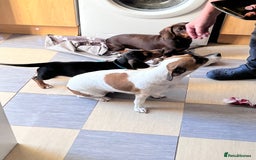 Mixed Breed dogs for sale: 15 week old boy jaxdax , last of the litter of 5  - Image 4