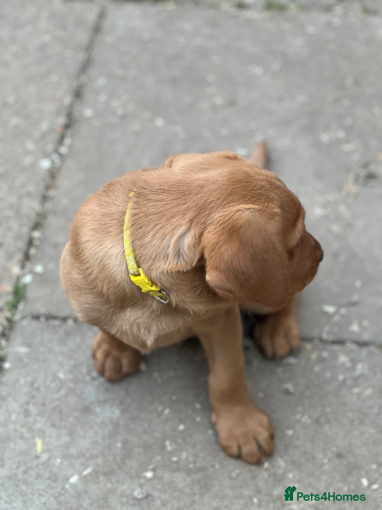 Labrador Retriever dogs for sale: Stunning Fox Red Labrador pups for sale - Advert 11