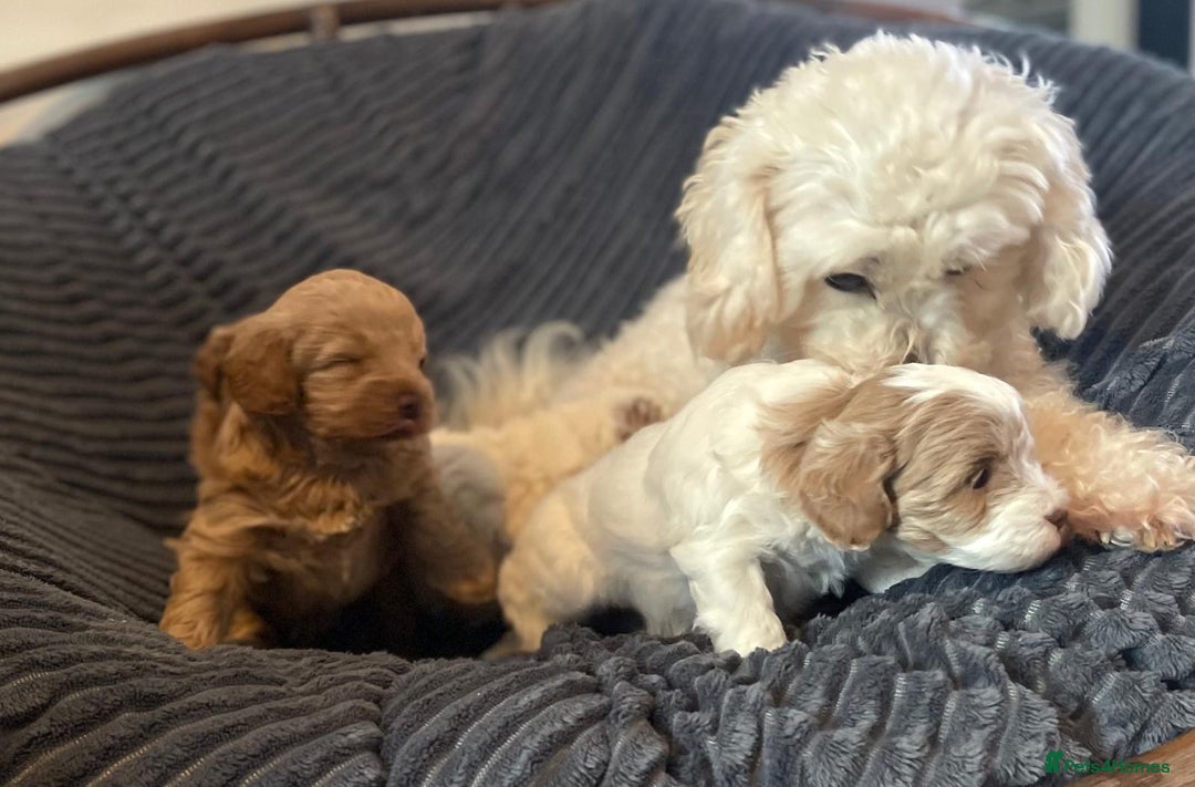 Maltipoo dogs for sale: Gorgeous Maltipoo Puppies – 3 Boys & 1 Girl  - Advert 9